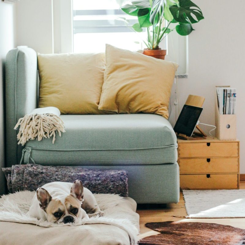 livingroom-dog livingroom-dog